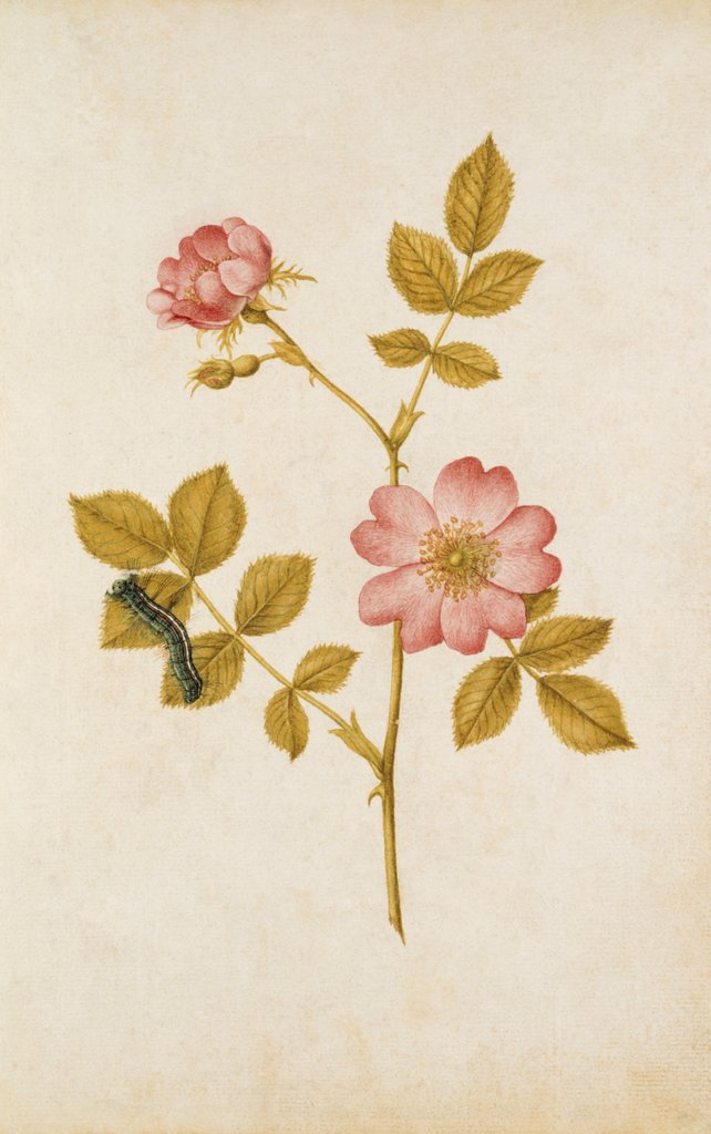 Detail of Dog Rose & Caterpillar by Jacques Le Moyne de Morgues