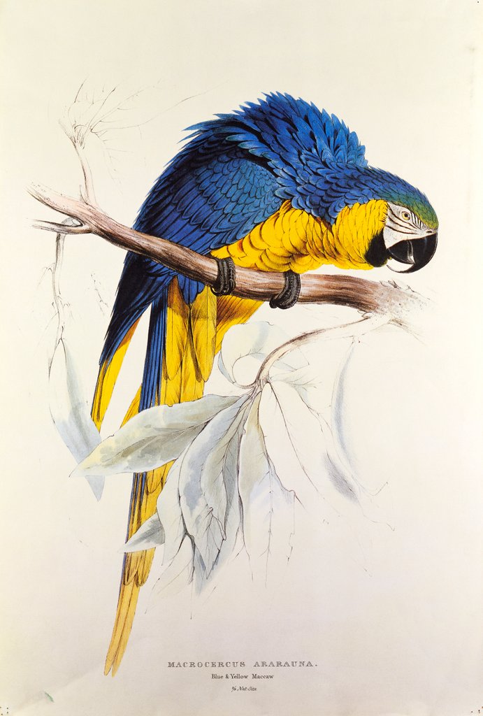 Detail of Macrocertus Ararauna by Edward Lear, from Illustrations of the Family of Billacidae or Parrots. London, England, 19th century by Anonymous