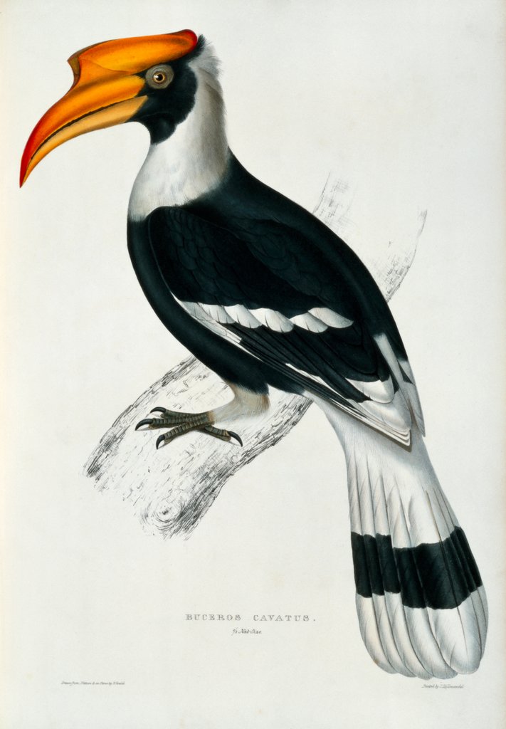 Detail of Hornbill by John and Elizabeth Gould
