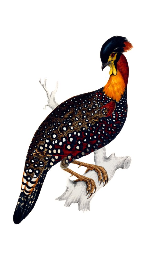 Detail of Himalayan Pheasant by Elizabeth Gould