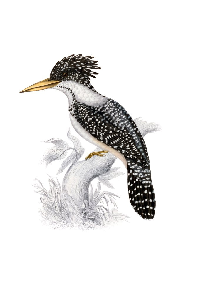 Detail of Kingfisher by John and Elizabeth Gould