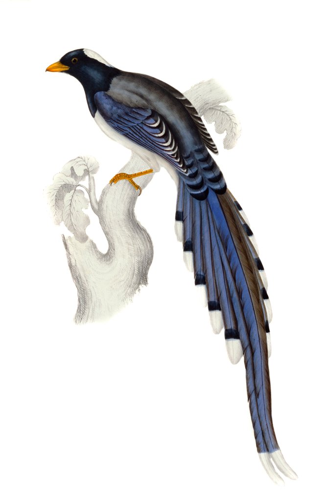 Detail of Himalayan Magpie by Elizabeth Gould