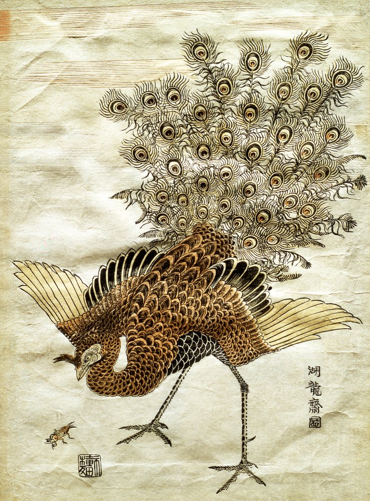 Detail of A Peacock and A Mole Cricket by Isoda Koryûsai