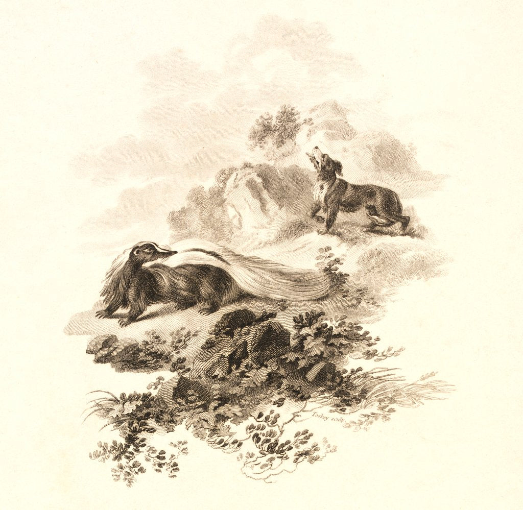 Detail of Skunk by Tookey