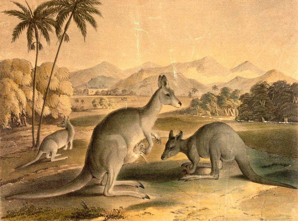 Detail of The Kangaroo by Thomas Varty
