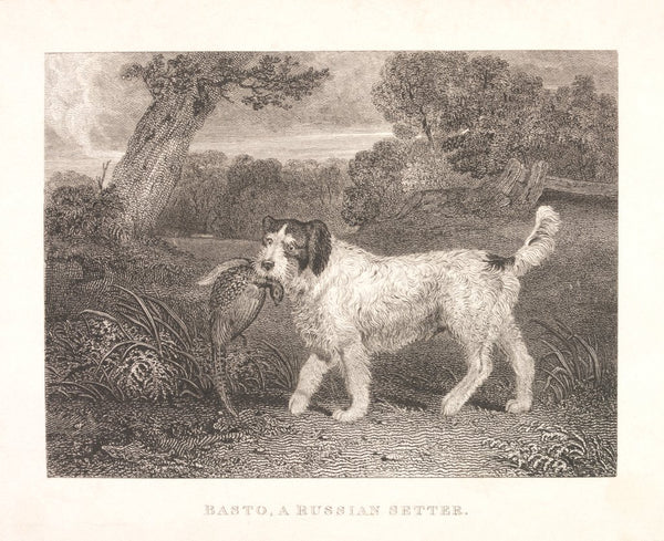 Basto, a Russian Setter posters & prints by William Smith