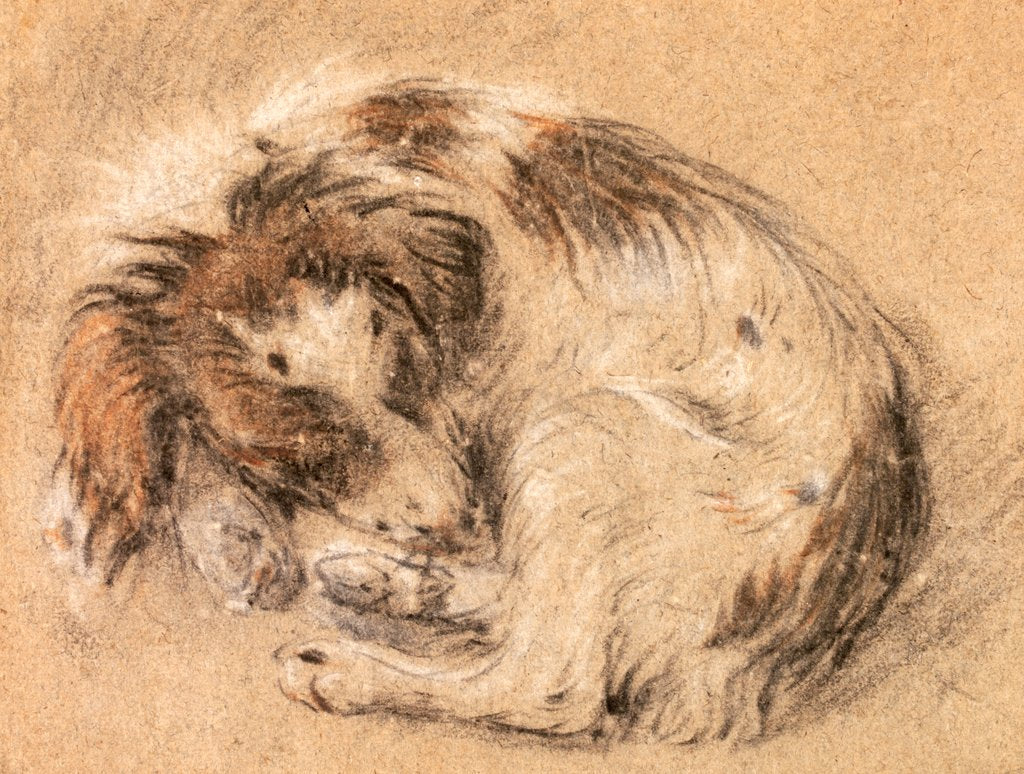 Detail of Spaniel curled up and sleeping by Cornelis Saftleven