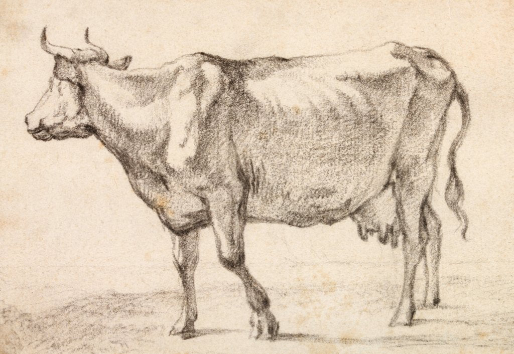 Detail of Cow walking towards the left by Paulus Potter