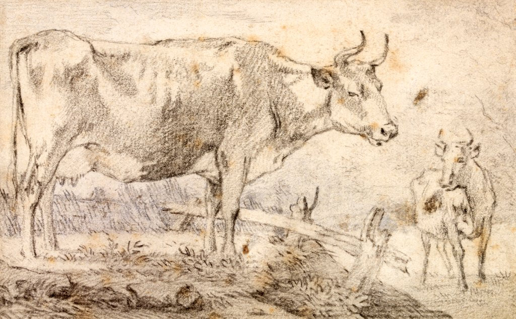 Detail of Study of two cows by Paulus Potter