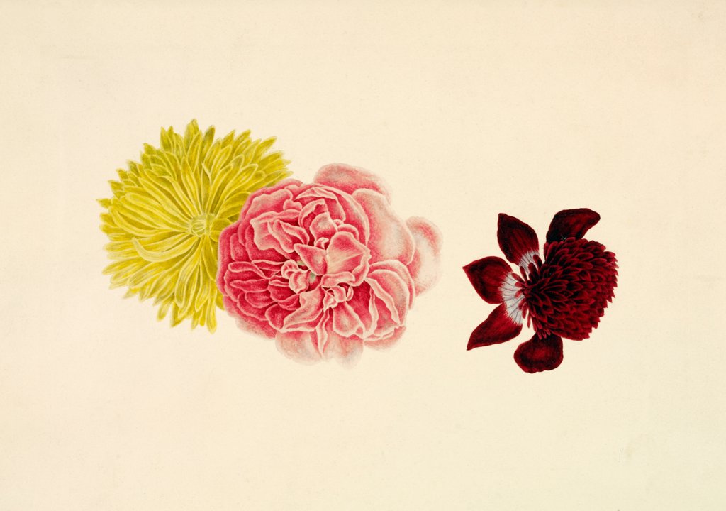 Detail of Flowers - Rose and French Marigold by Alexander Dyce