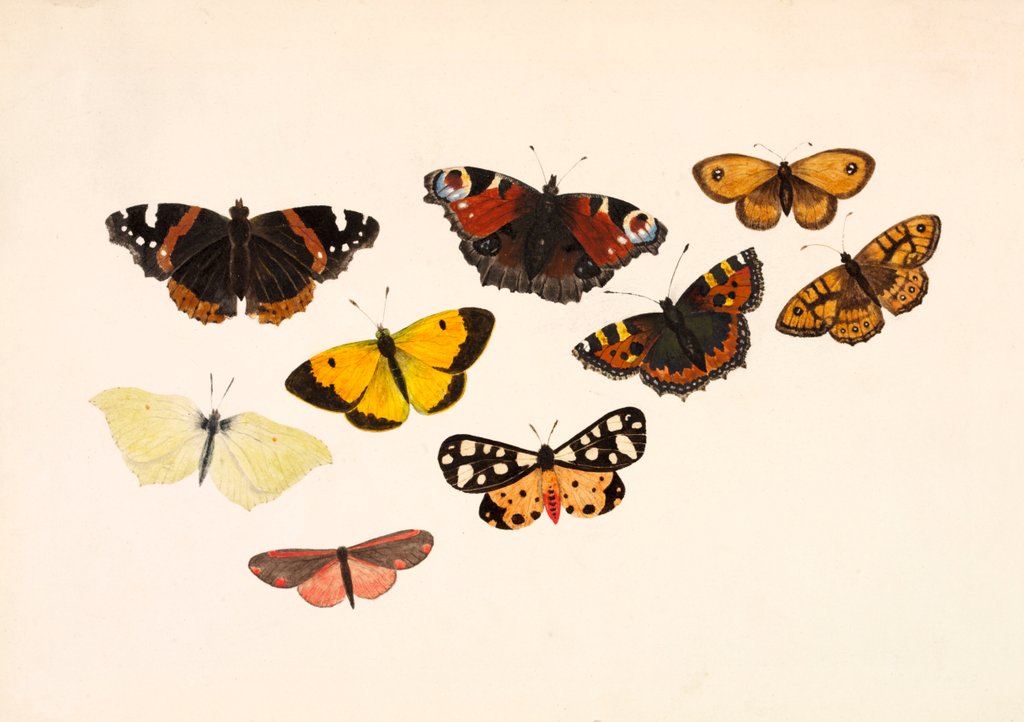 Detail of Nine Butterflies by Alexander Dyce