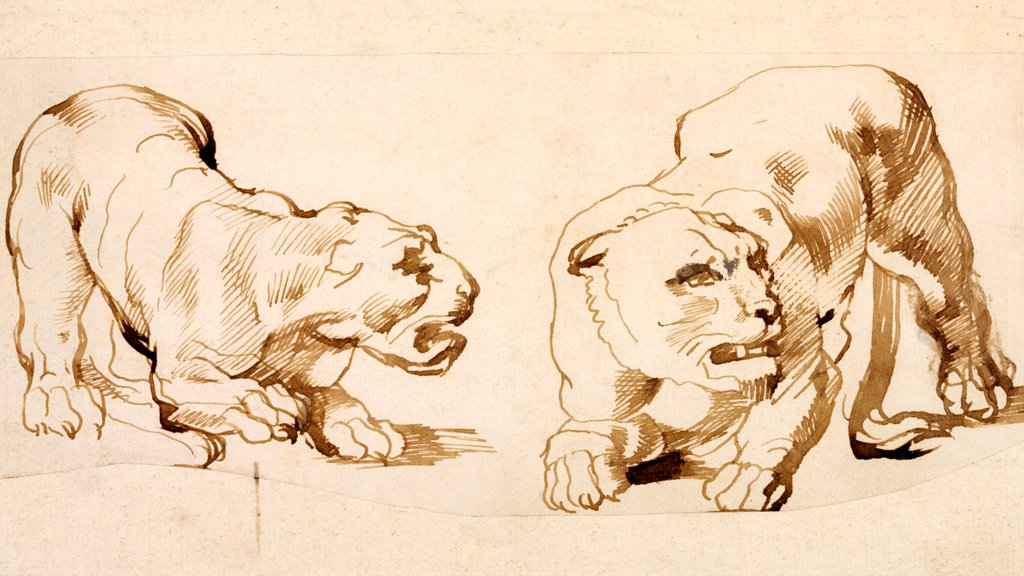 Detail of Two studies of a crouching lioness by Peter Paul Rubens
