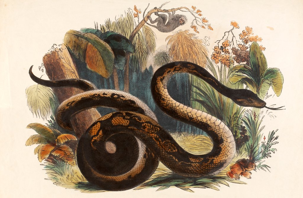 Detail of The Boa Constrictor by Josiah Wood Whymper