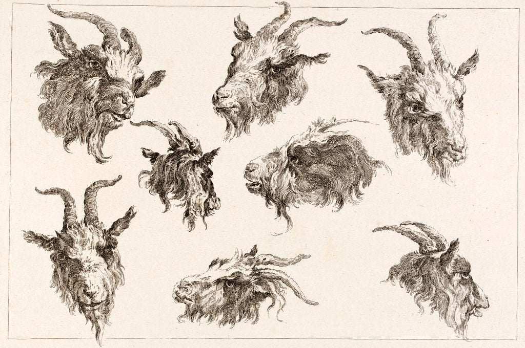 Detail of Goat from different angles by Unknown