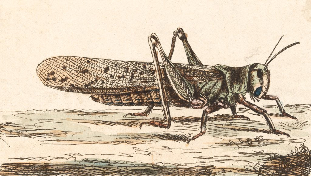 Detail of A Locust by Unknown