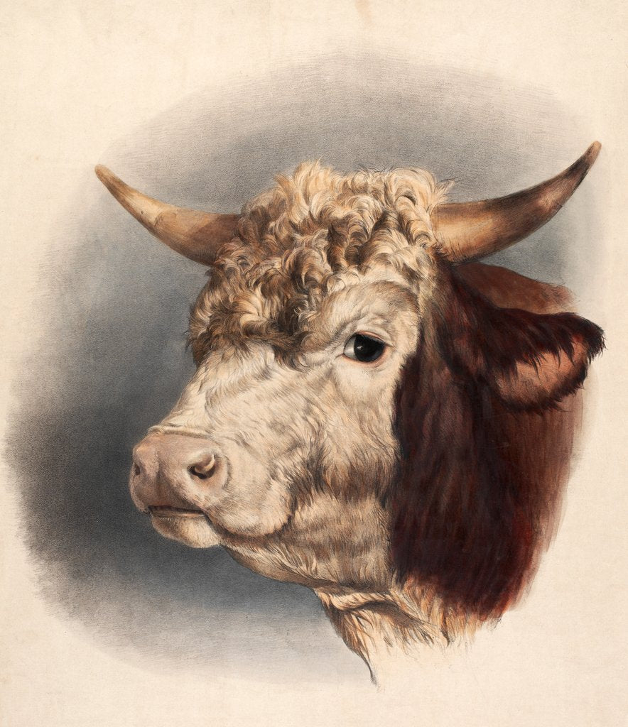 Detail of Print depicting a bull by Unknown