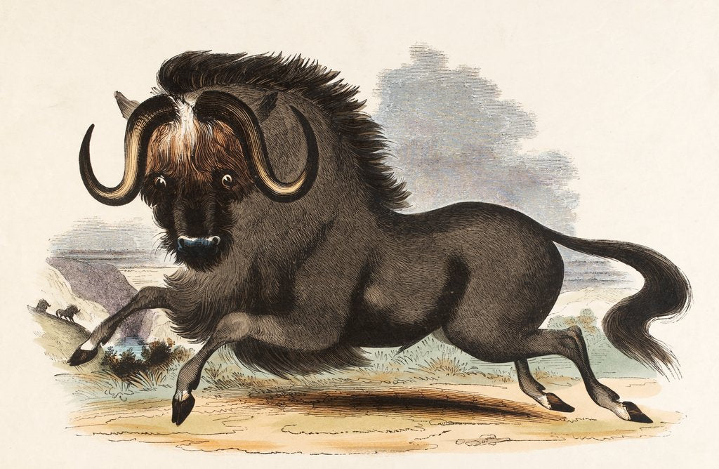 Detail of The Gnu by Josiah Wood Whymper