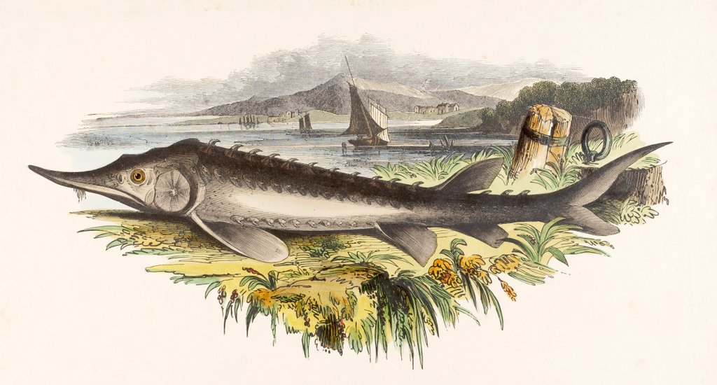 Detail of The Sturgeon by Josiah Wood Whymper