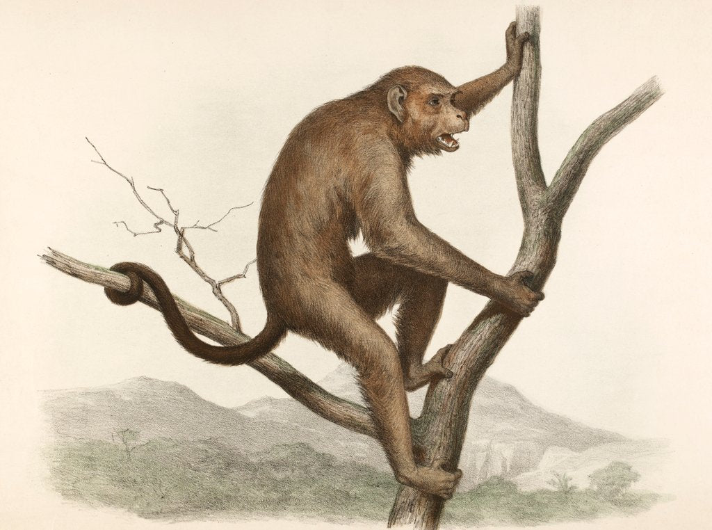 Detail of Singe by Unknown