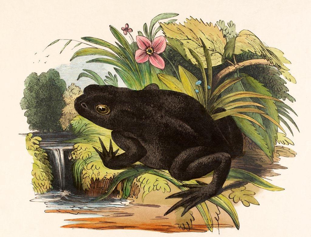 Detail of The Toad by Josiah Wood Whymper