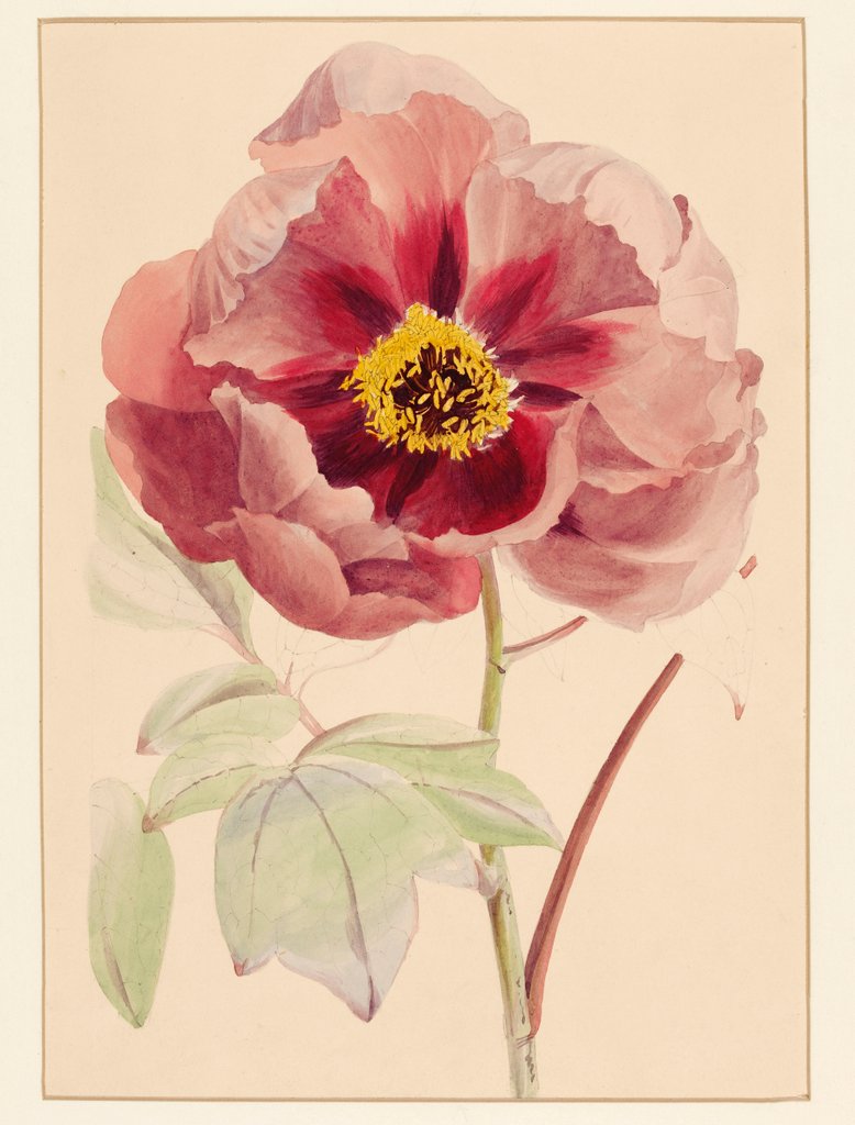 Detail of Peony by Unknown