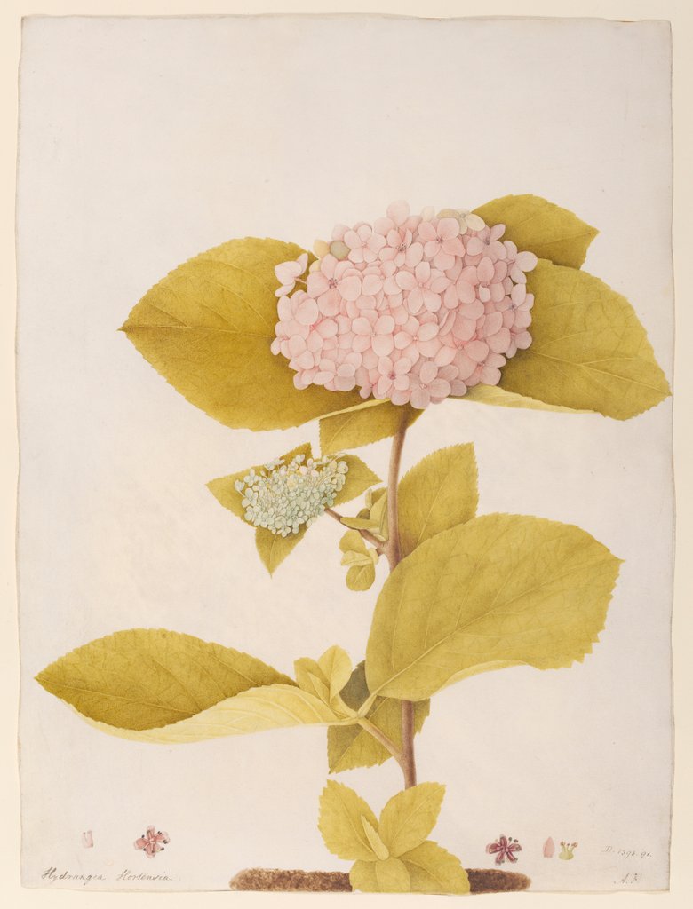 Detail of Hydrangea hortensia by A. Power