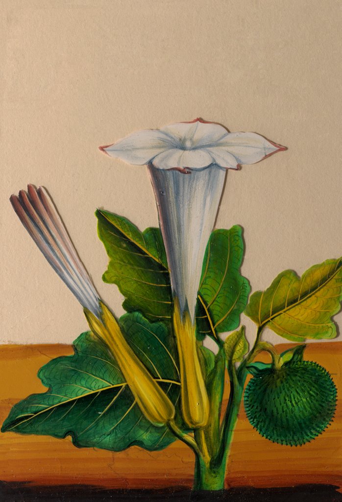 Detail of One of twelve drawings of fruits and vegetables depicting a datura by Unknown