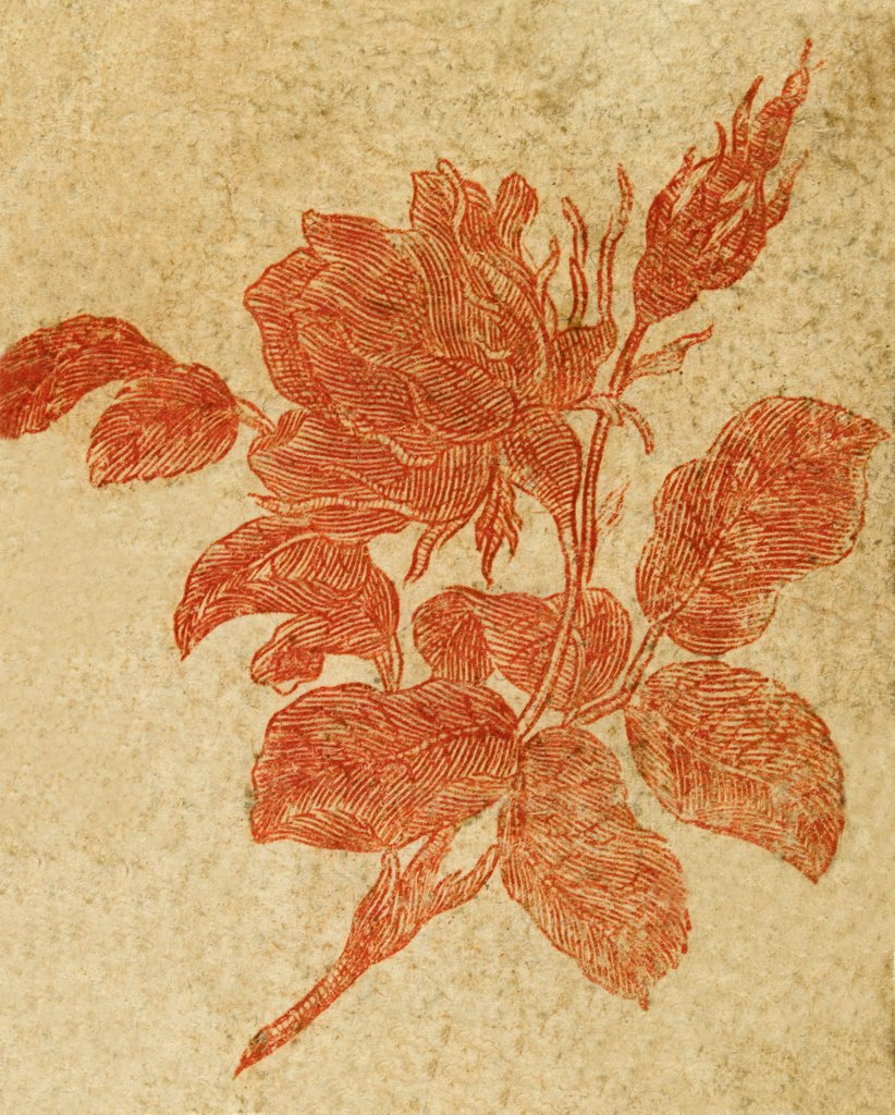 Detail of Drawing of a rose by Unknown