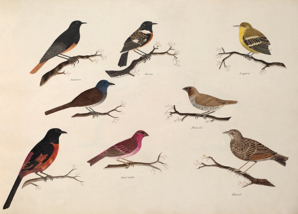 Detail of Eight birds by Unknown