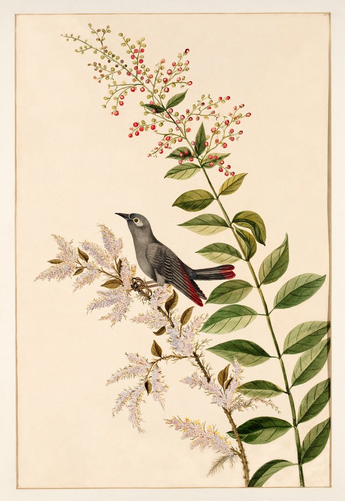 Detail of Grey bird perched on a branch by Unknown