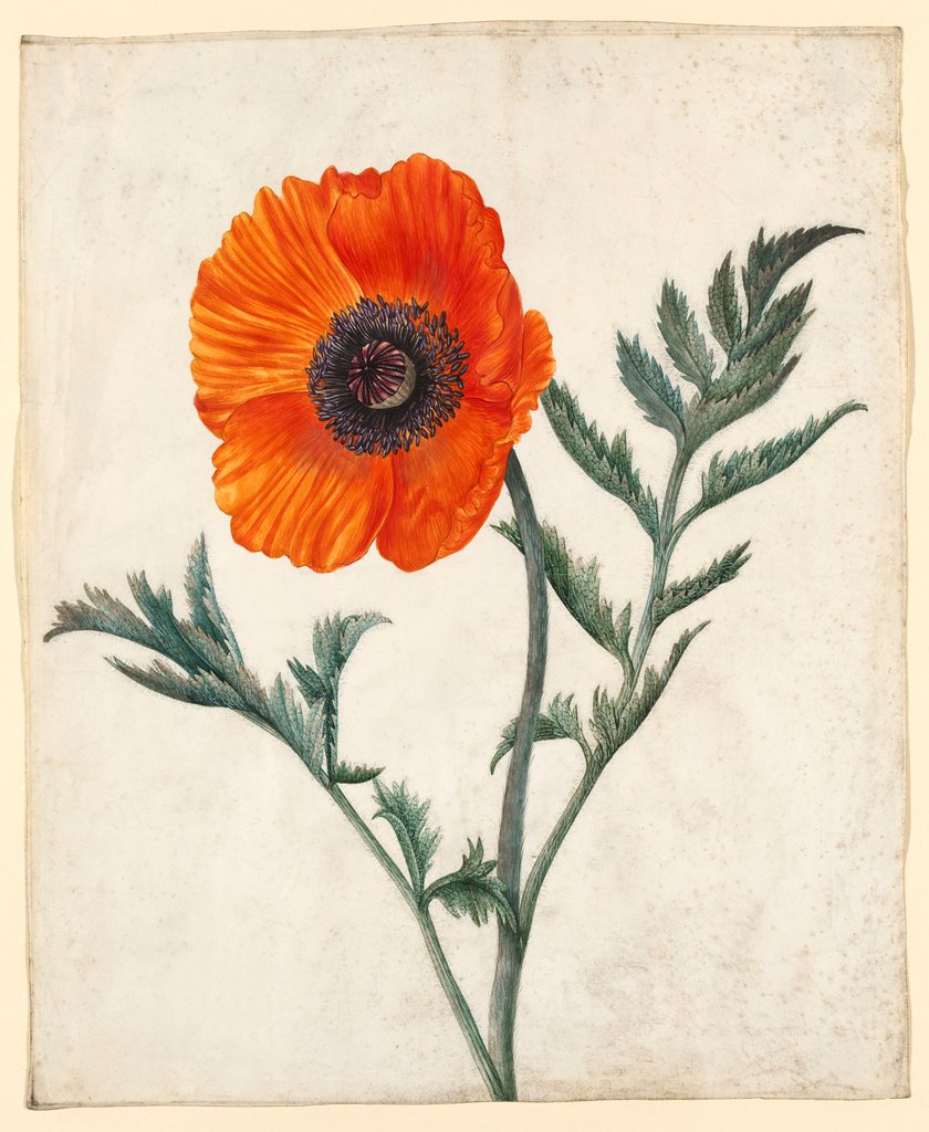 Detail of Papaver orientale by Unknown
