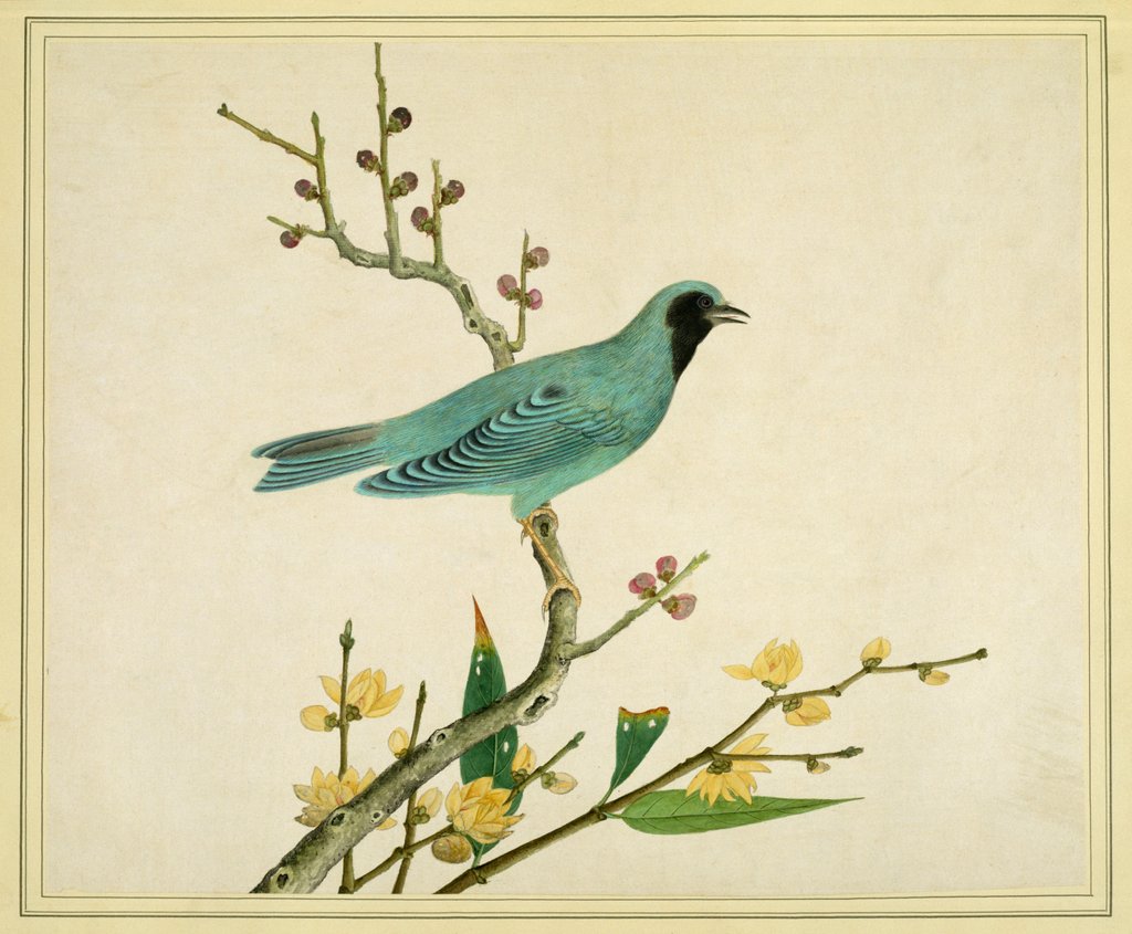 Detail of Verditer Flycatcher by Unknown