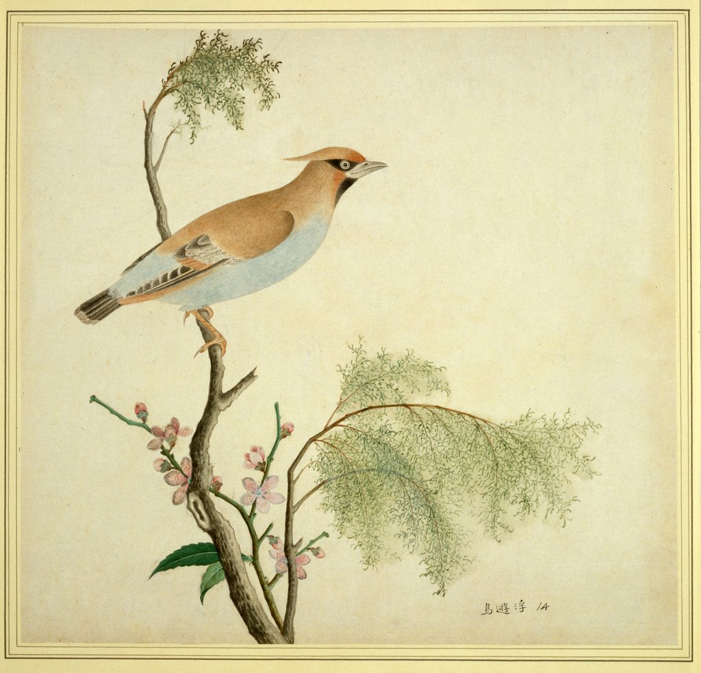 Detail of Bohemian Waxwing by Unknown