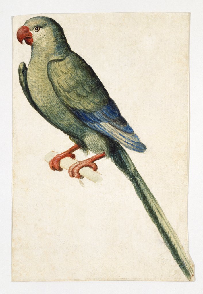 Detail of A Female Ring-Necked Parakeet by Anonymous