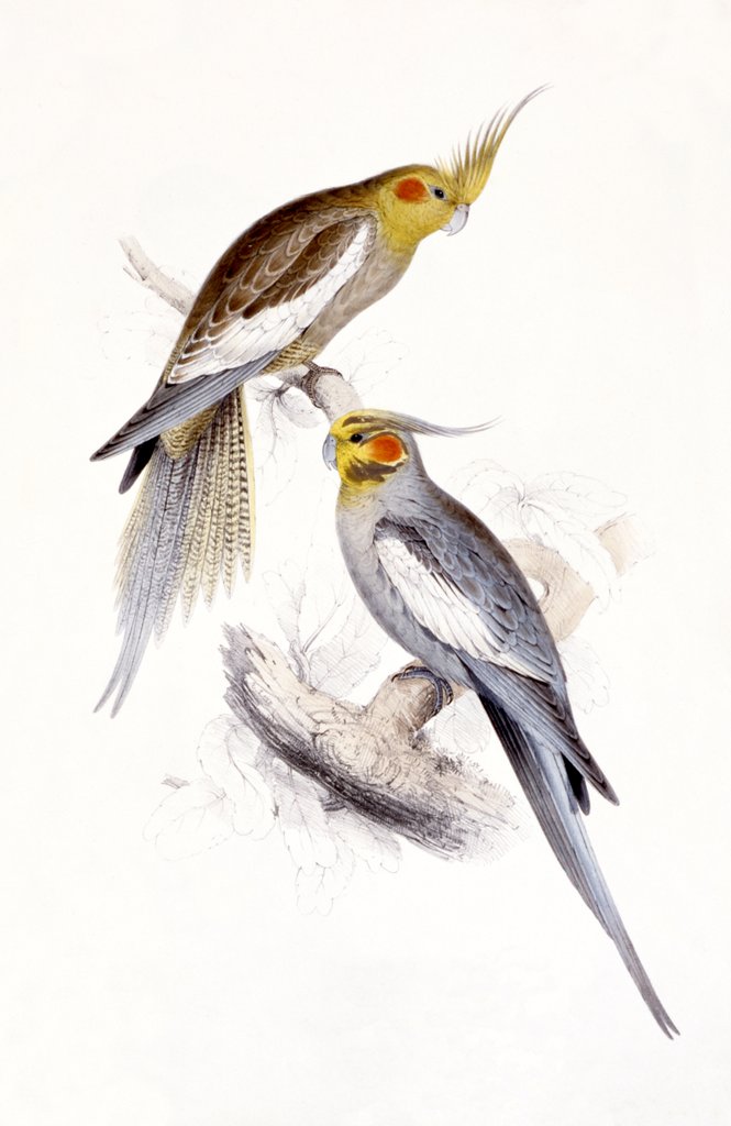 Detail of New Holland Parakeet by Edward Lear