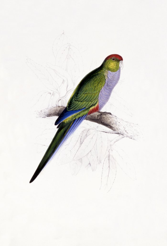 Detail of Red Capped Parakeet by Edward Lear