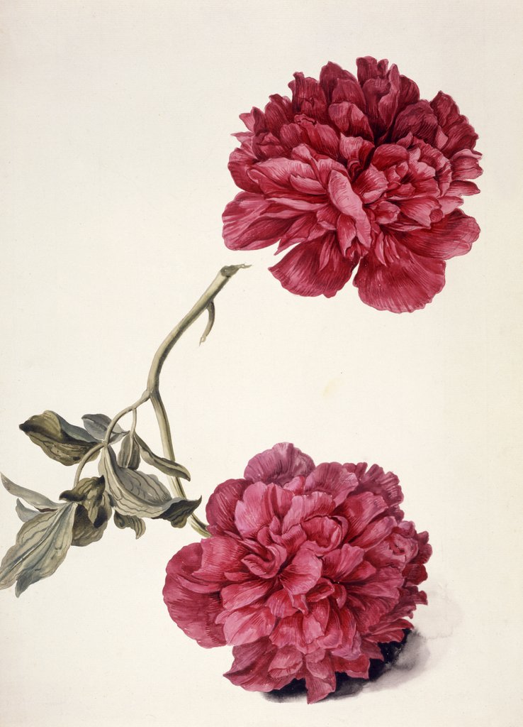 Detail of Dark Pink Peony by Unknown