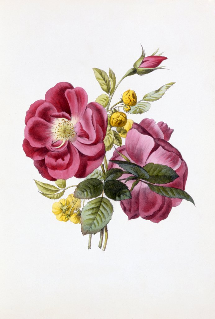 Detail of Gloire Rosamel et Rose Banks Jaune by Anonymous