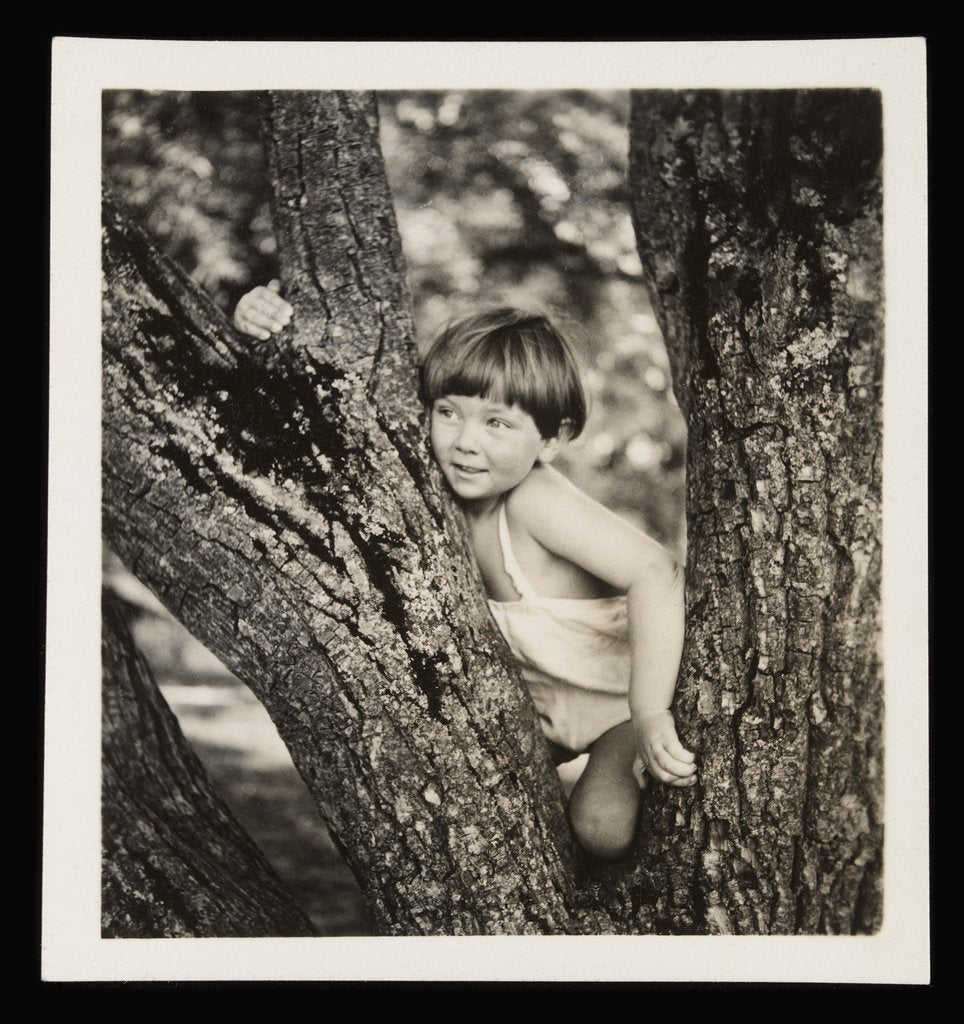 Detail of Young boy sitting in tree by Curtis Moffat