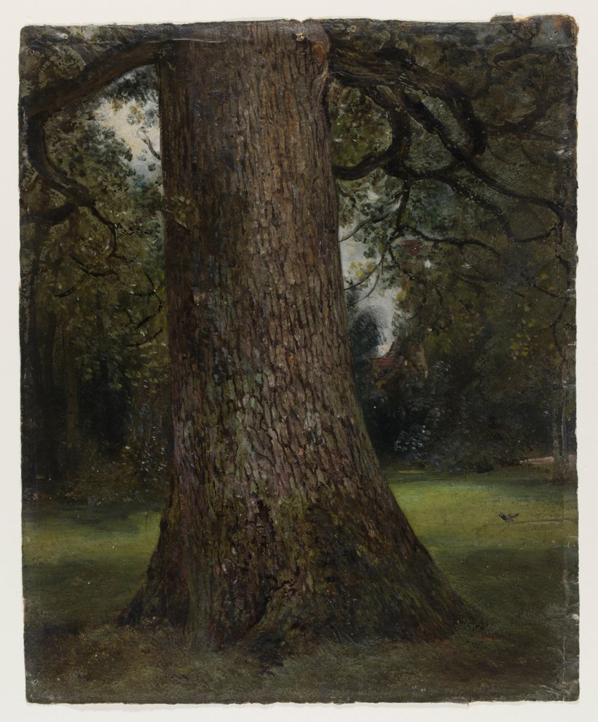 Detail of Study of the Trunk of an Elm Tree by John Constable