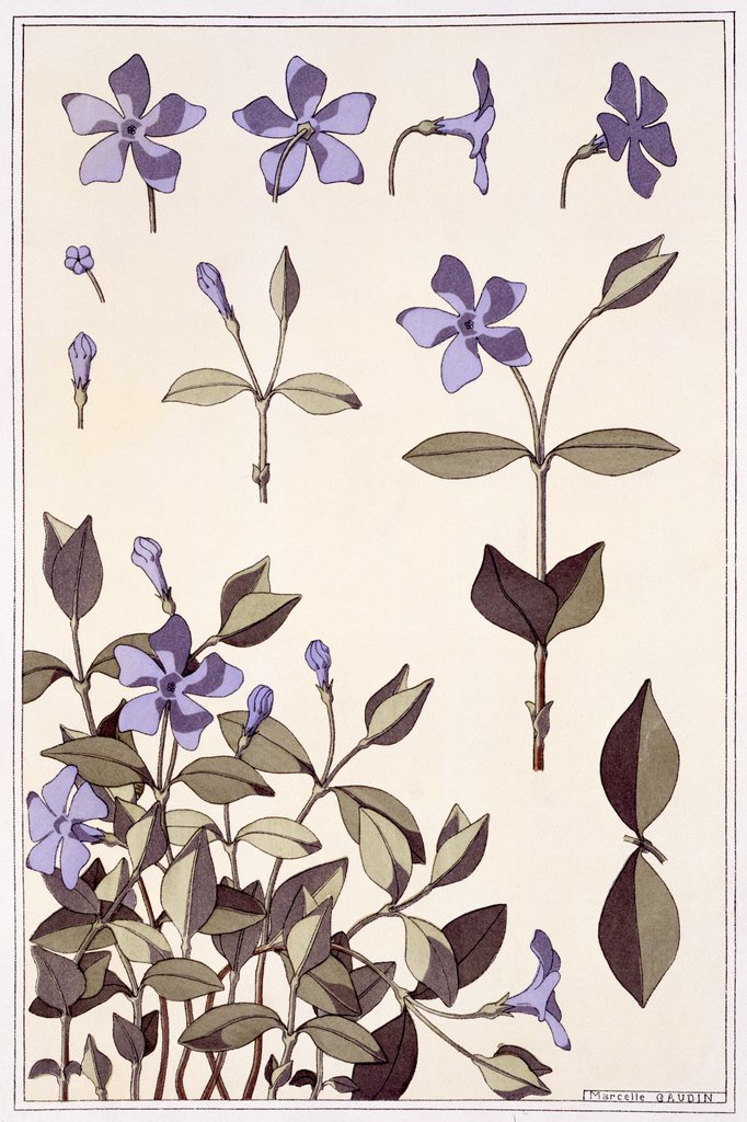 Detail of Perriwinkle by Eugène-Samuel Grasset