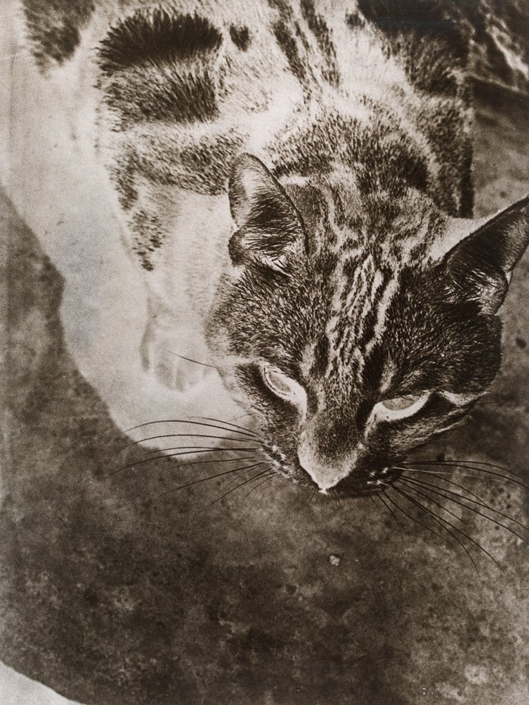 Detail of Die Katze by László Moholy-Nagy