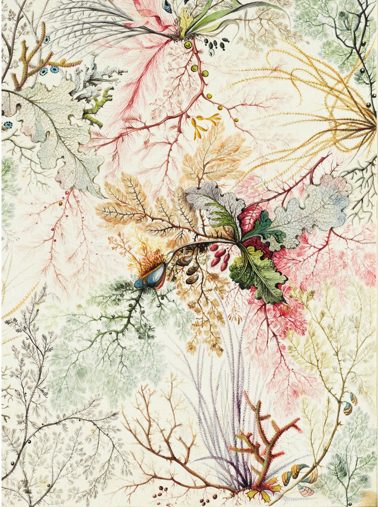 Detail of Design for chintz by William Kilburn