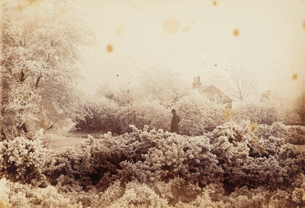 Detail of Hoare-frost at Wimbledon by Paul Martin