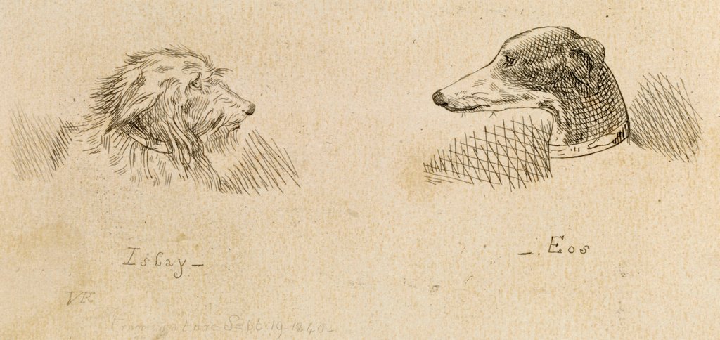 Detail of Islay and Eos, Victoria and Albert's pet dogs by Queen Victoria