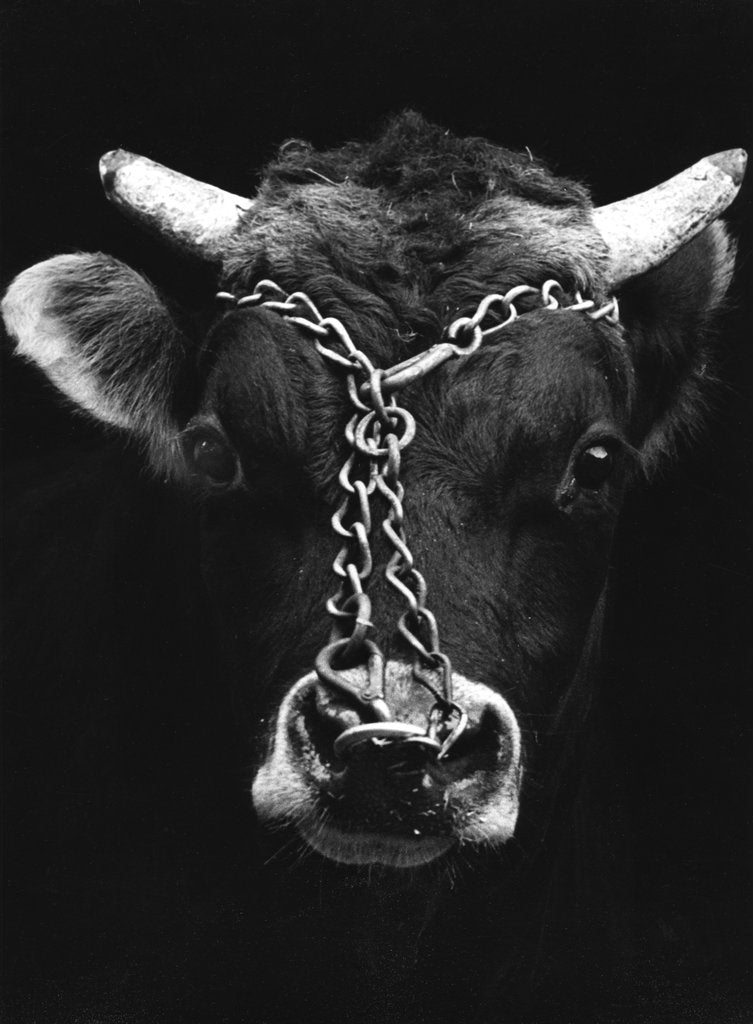 Detail of Chained bull by Tony Boxall