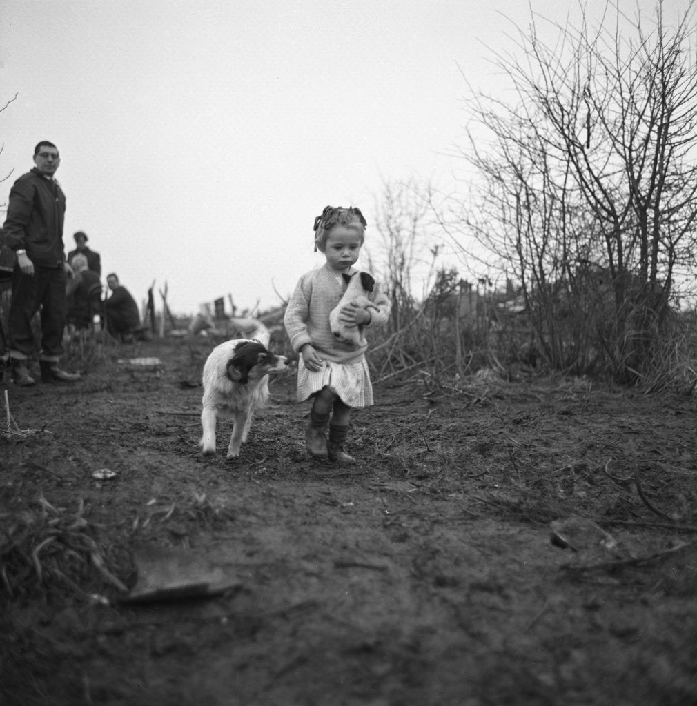 Detail of Gipsy child with a puppy, Lewes, Sussex, 1963 by Tony Boxall