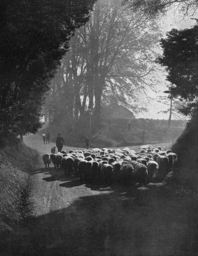 Detail of Sheep on the way to the Wilton Sheep Fair, Wilton, Wiltshire by Charles E Brown