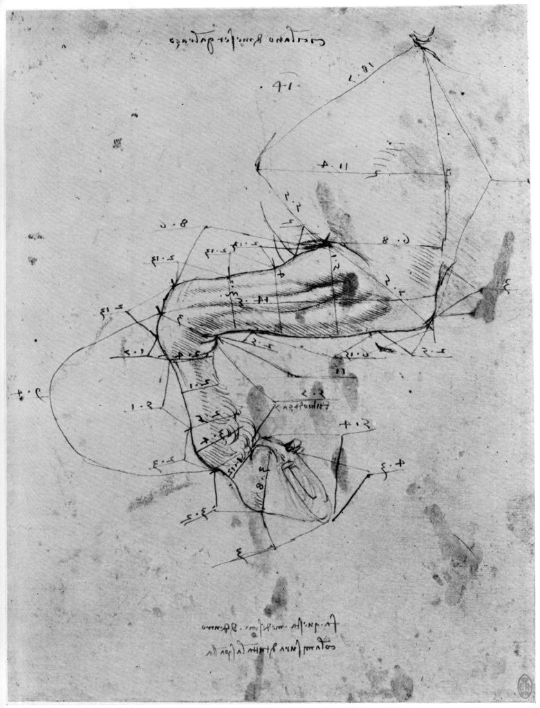 Detail of Study in proportion of a horse's leg by Leonardo Da Vinci