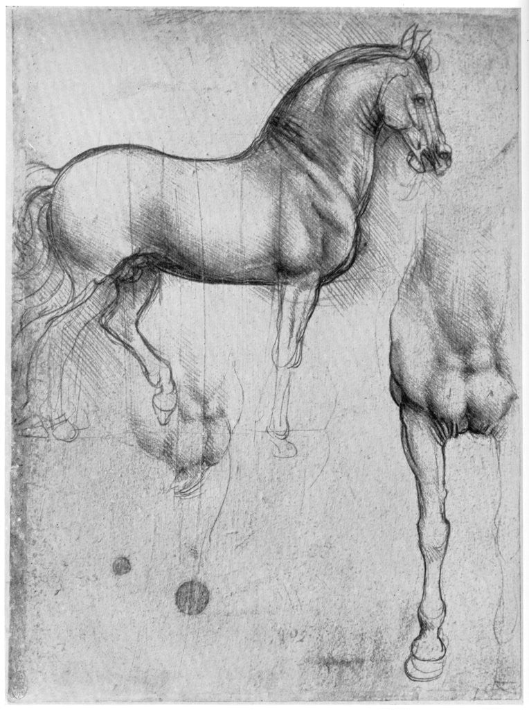 Detail of Studies of Horses by Leonardo Da Vinci